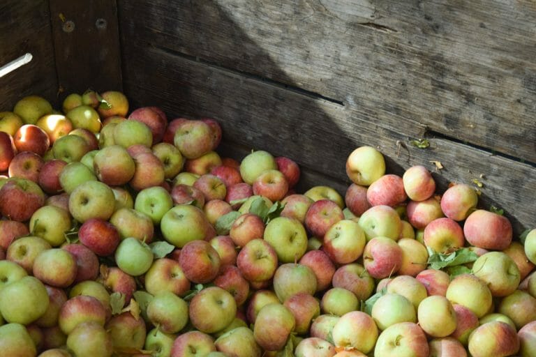 The Best Apple Hill Farms to Visit In The Fall Small World This Is
